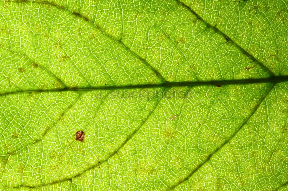 Similar – blattrand Blatt Frühling