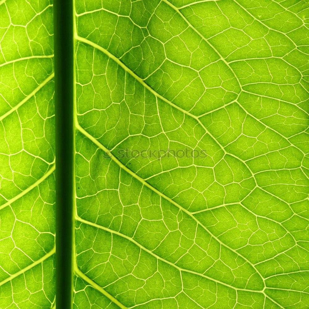 Similar – Foto Bild Urtica Brennnessel Pflanze