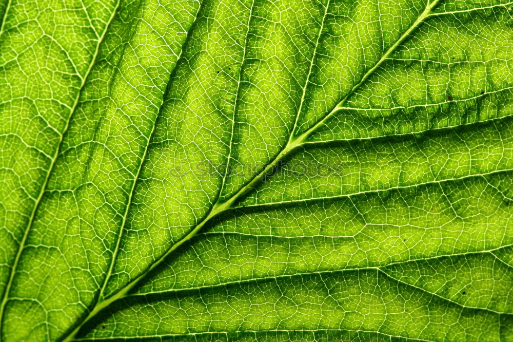 Similar – leaf case Leaf Green Fresh