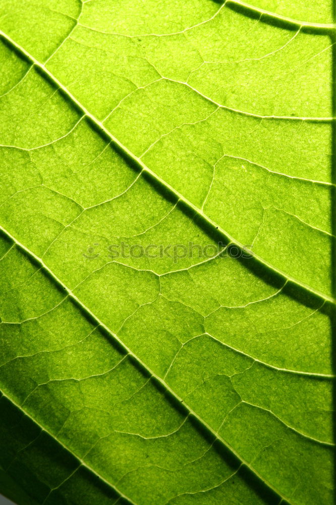 Similar – Image, Stock Photo green lung Environment