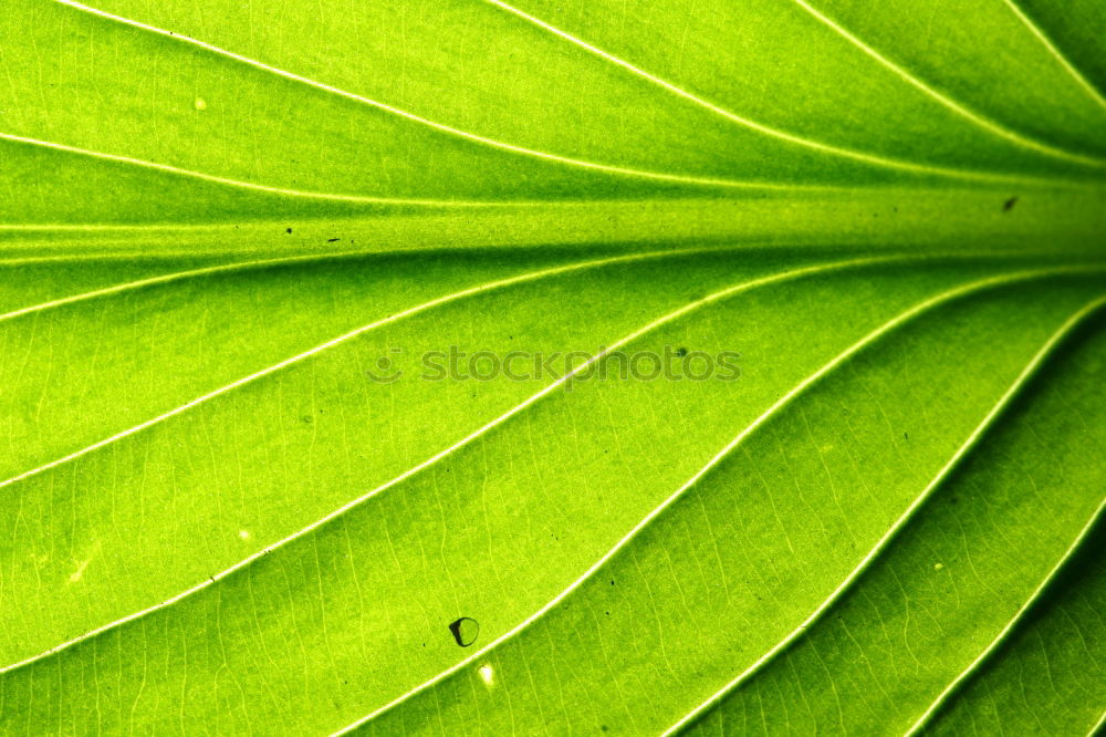 Similar – Image, Stock Photo chestnut leaves Leaf Tree