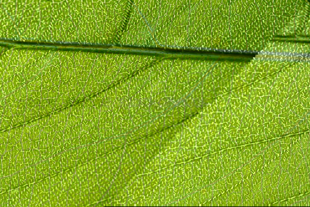 Similar – Foto Bild Fotonummer 160570
