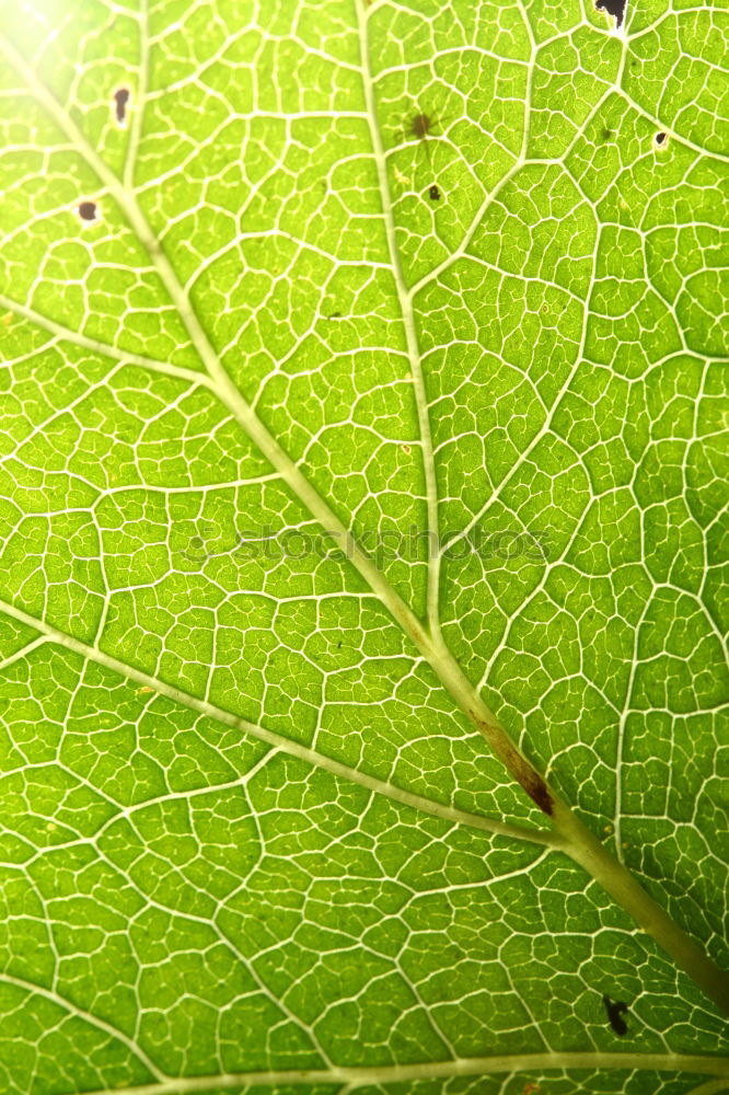 Similar – tree frog climbing on furniture