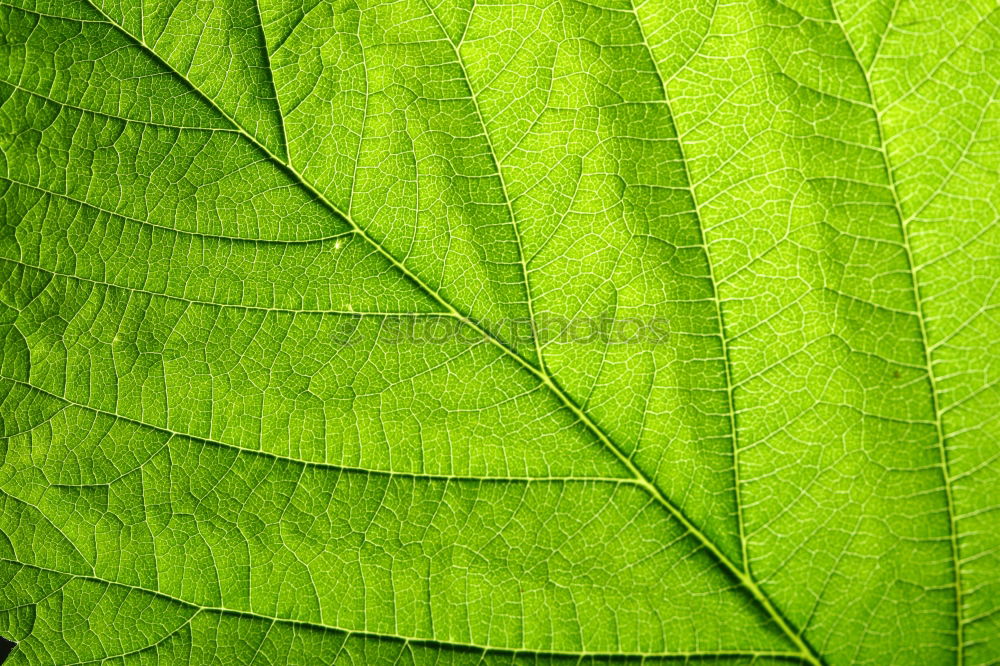 Similar – Image, Stock Photo chestnut leaves Leaf Tree