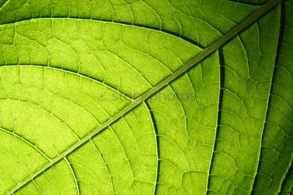 Similar – Image, Stock Photo chestnut leaves Leaf Tree