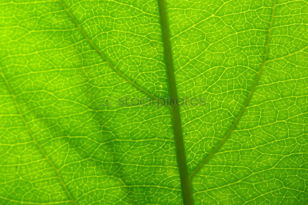 Similar – Image, Stock Photo The Greens Colour photo