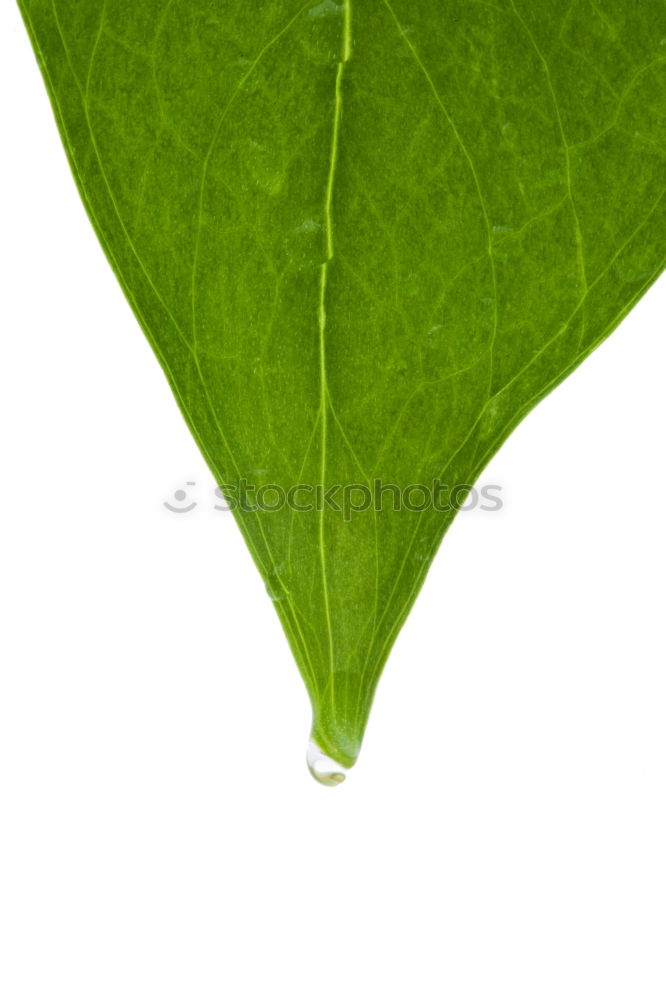 Similar – drip, drip sunlight Leaf