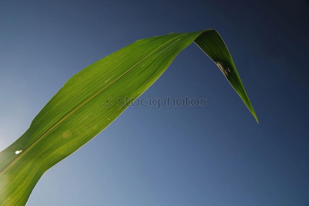 Similar – drip, drip sunlight Leaf