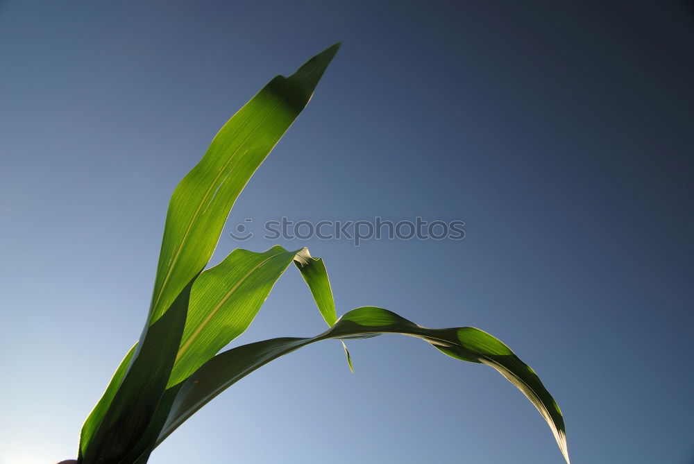 Similar – Image, Stock Photo blades of grass in the sky :-)