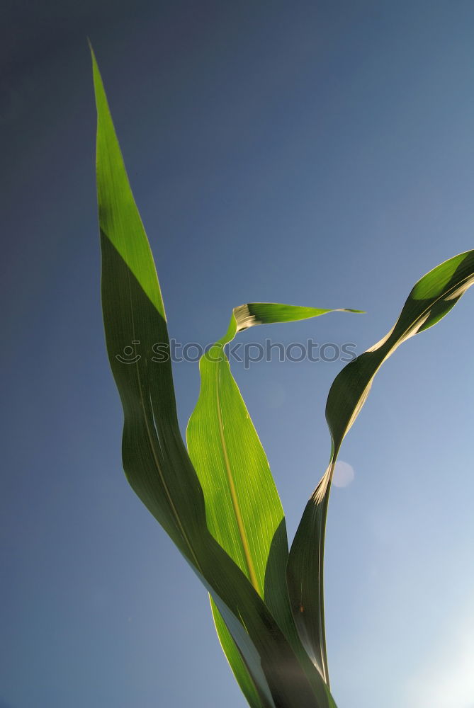 Similar – Image, Stock Photo blades of grass in the sky :-)