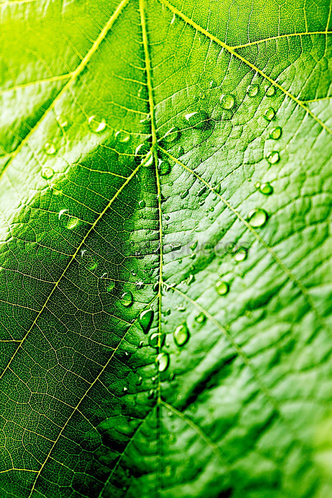 Similar – Image, Stock Photo Pretty green Plant Green