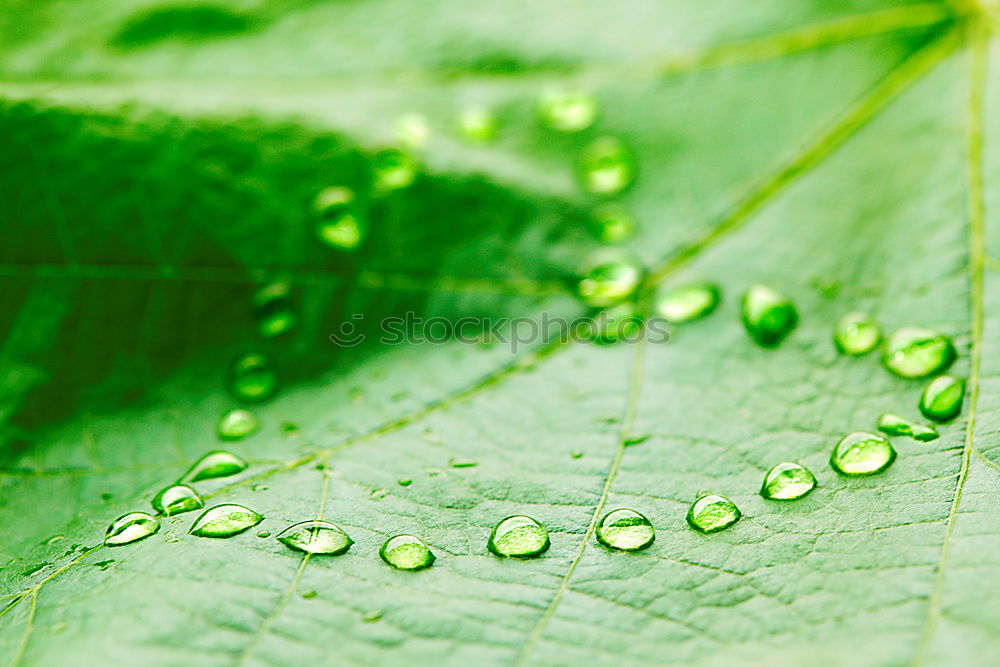 Similar – Wassertropfen grün Blatt