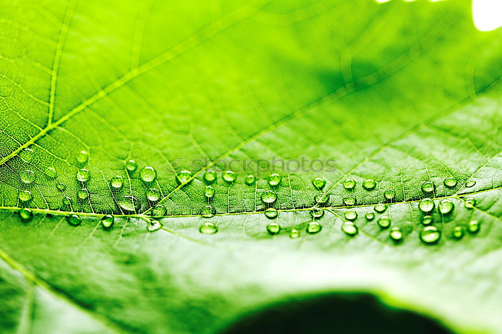 Similar – Wassertropfen grün Blatt