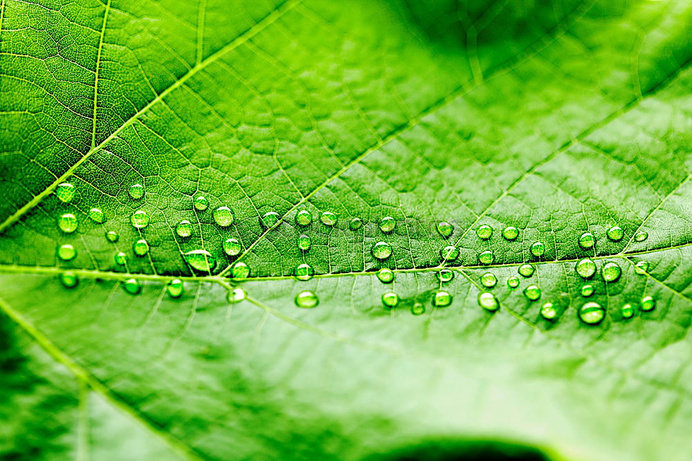 Similar – Image, Stock Photo Raindrops on a vine leaf