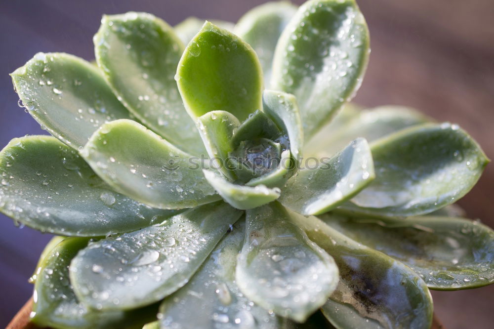 Similar – Image, Stock Photo cactus Cactus Plant