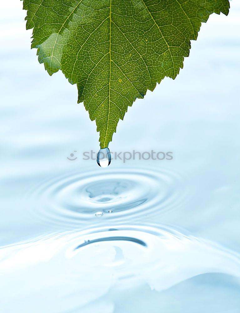 Drop Food Nature Plant