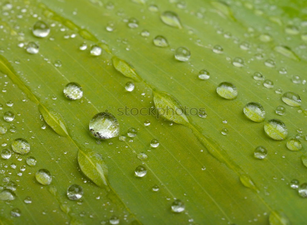 Waterdrops Wassertropfen