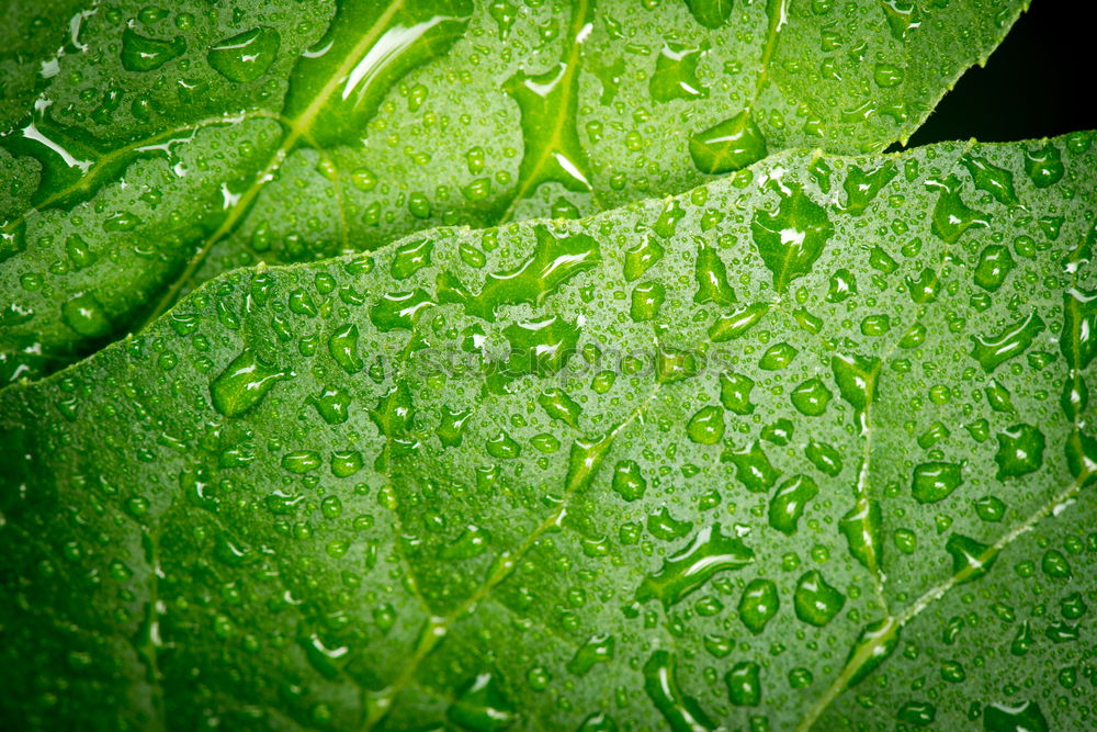 Similar – Image, Stock Photo Raindrops on a vine leaf