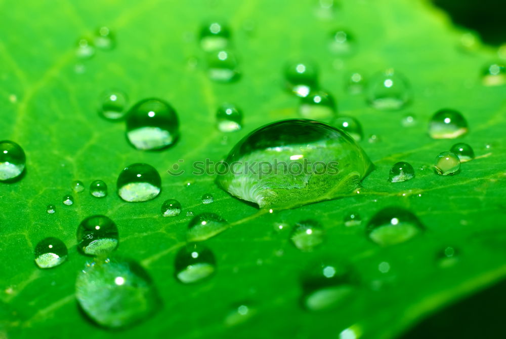 Similar – Image, Stock Photo Raindrops on a vine leaf