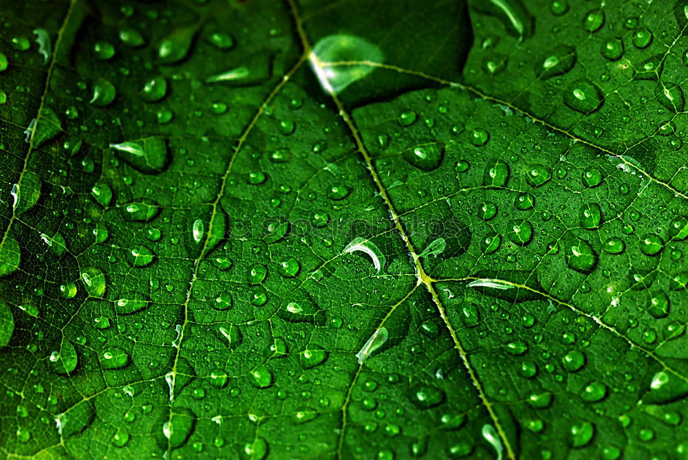 Drops Wassertropfen Blatt