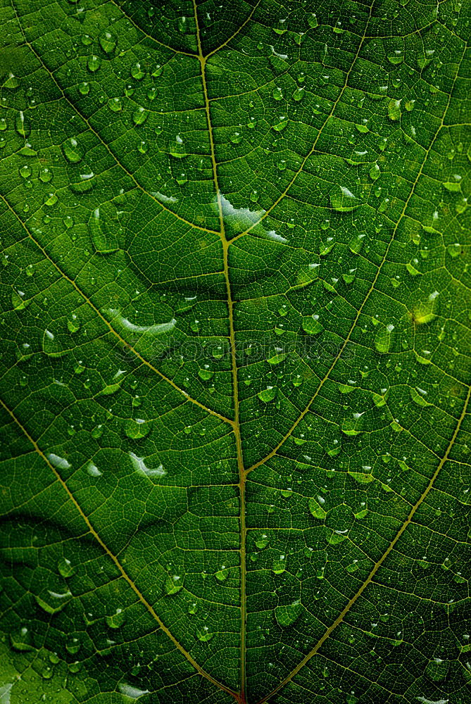 Similar – Image, Stock Photo The beautiful rainy day