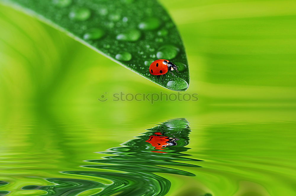 Alhambra Green Calm Water