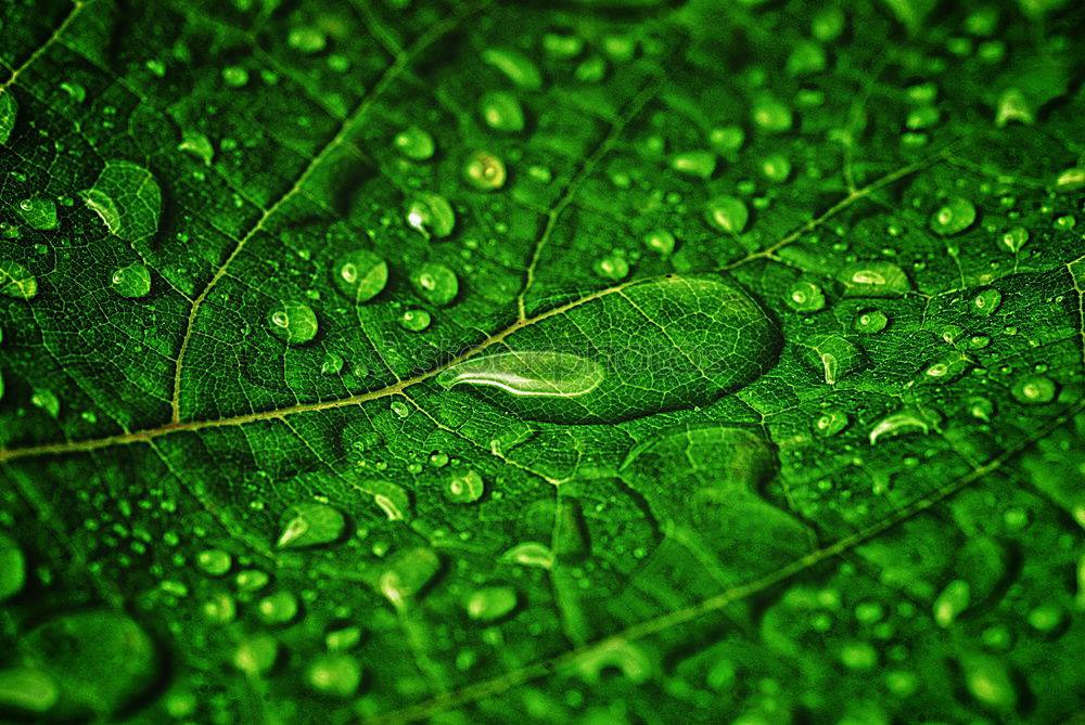 Similar – Wassertropfen liegen sicher auf einem grünen Blatt