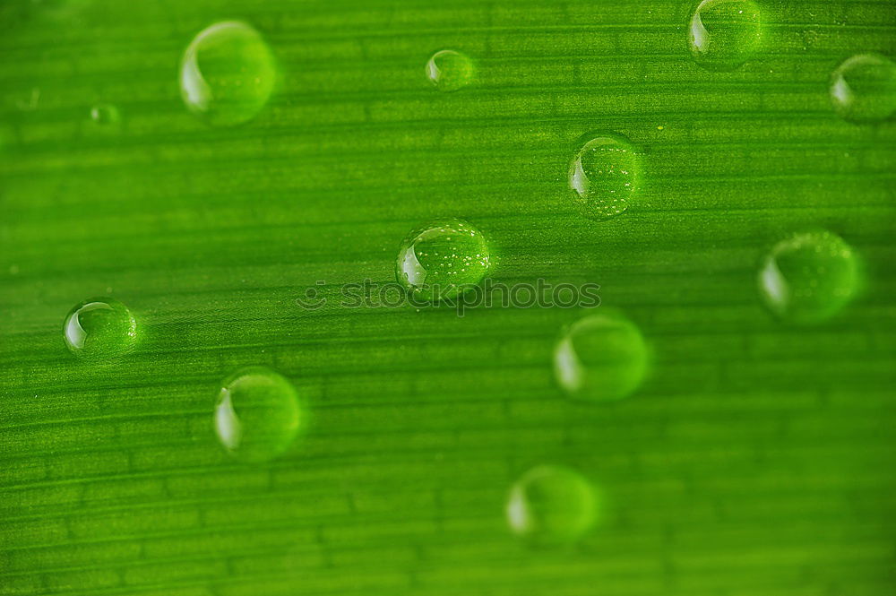 Similar – Foto Bild regen Blatt Wassertropfen