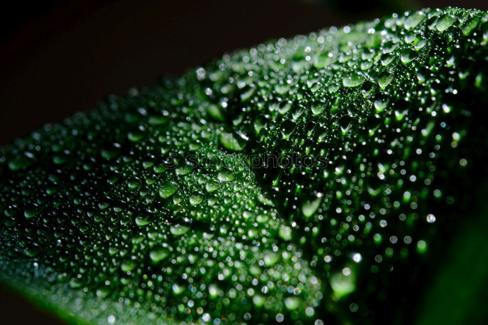 Similar – Drops Wassertropfen Blatt