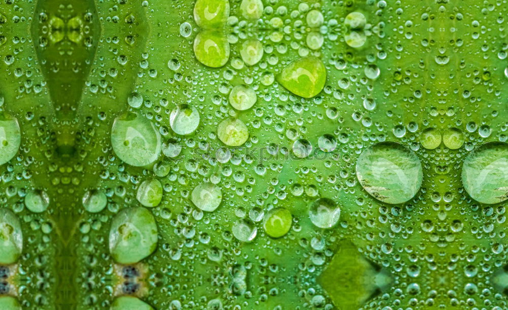 Similar – Image, Stock Photo Morning dew without …