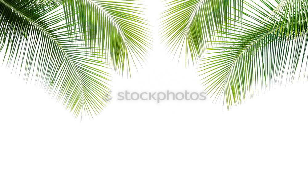 Similar – Image, Stock Photo Bali Palm Cloudless sky