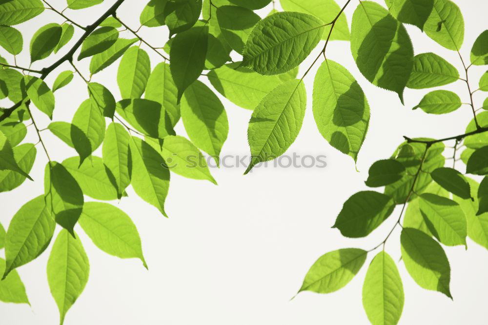 Similar – Image, Stock Photo it greenens so greenly