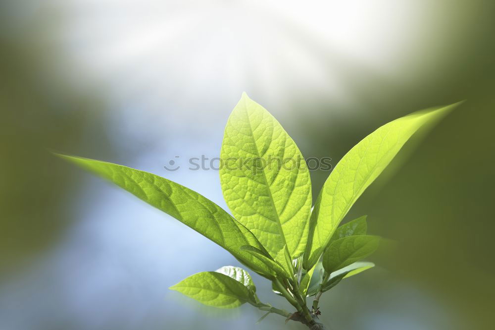 Similar – Image, Stock Photo Excessive Spring V Leaf