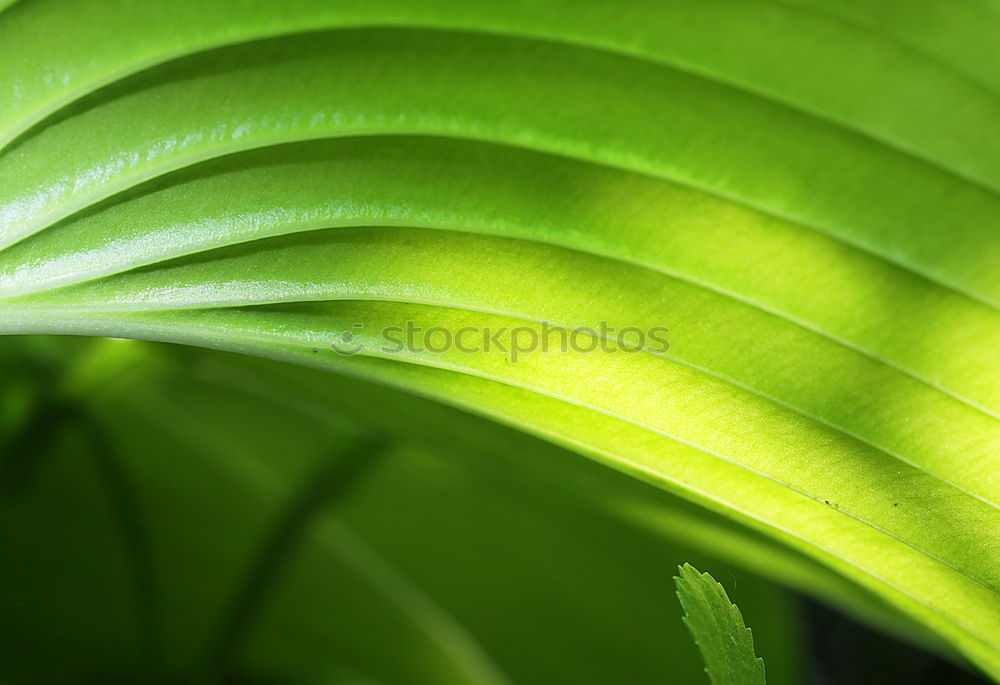 Similar – leaves Leaf Green Flower