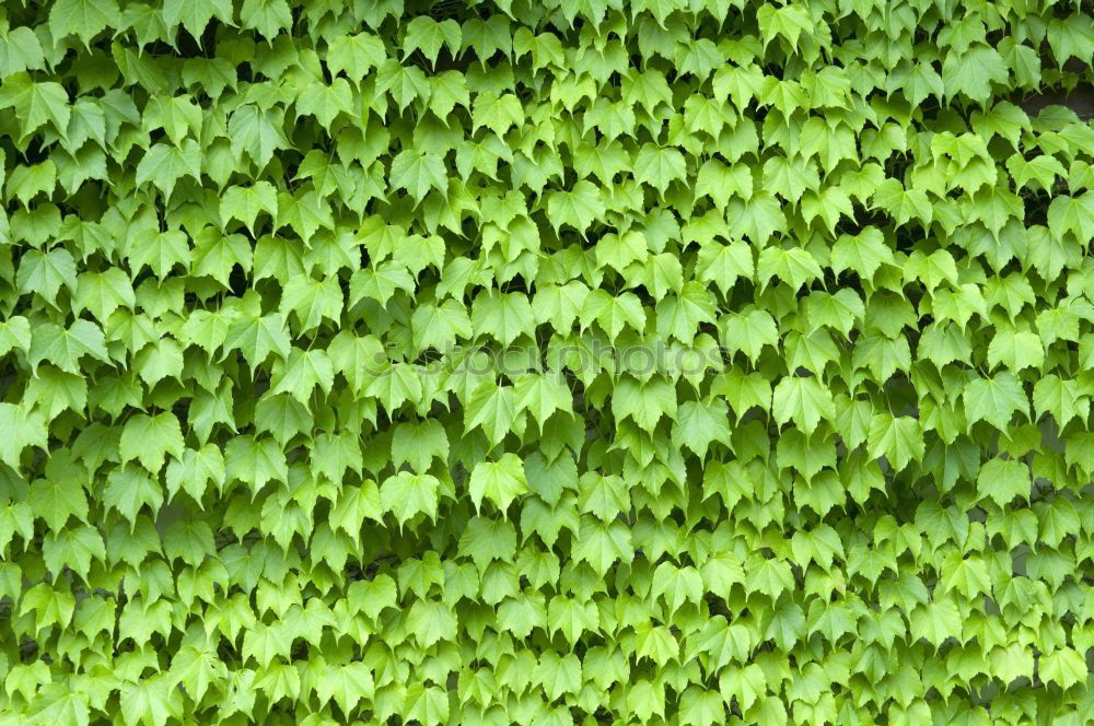 Similar – Image, Stock Photo autumns Nature Plant Leaf