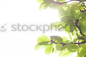 Similar – Image, Stock Photo Autumn Nature