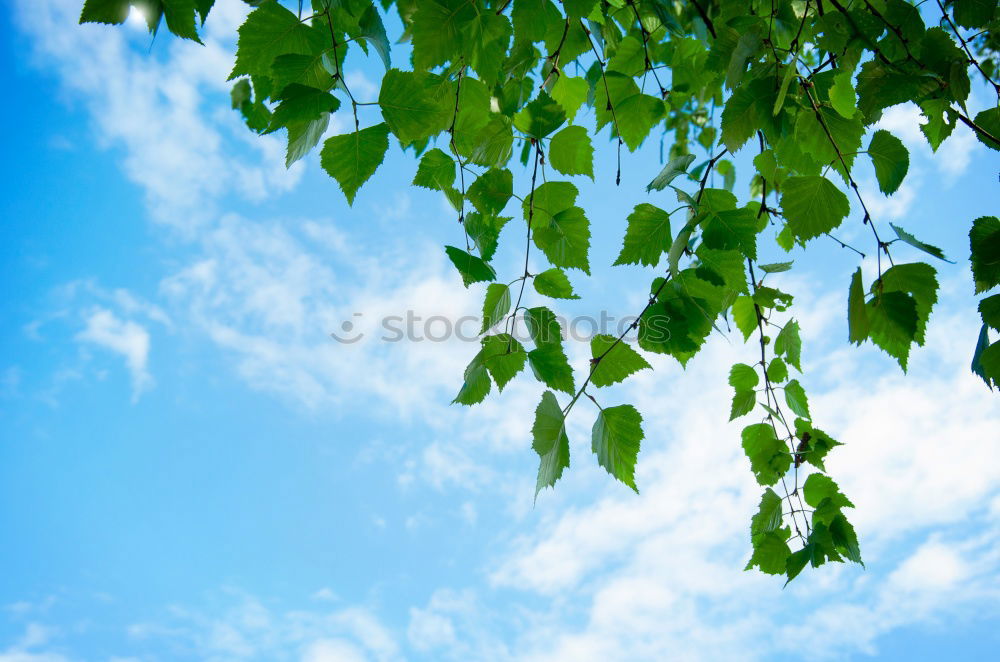 Similar – Foto Bild Summertime? Blatt springen