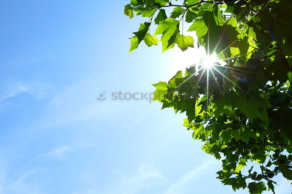 Similar – Foto Bild Kastanie Kastanienbaum