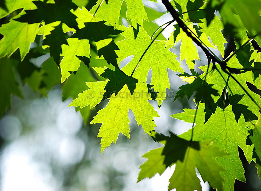 Image, Stock Photo maple Environment Nature