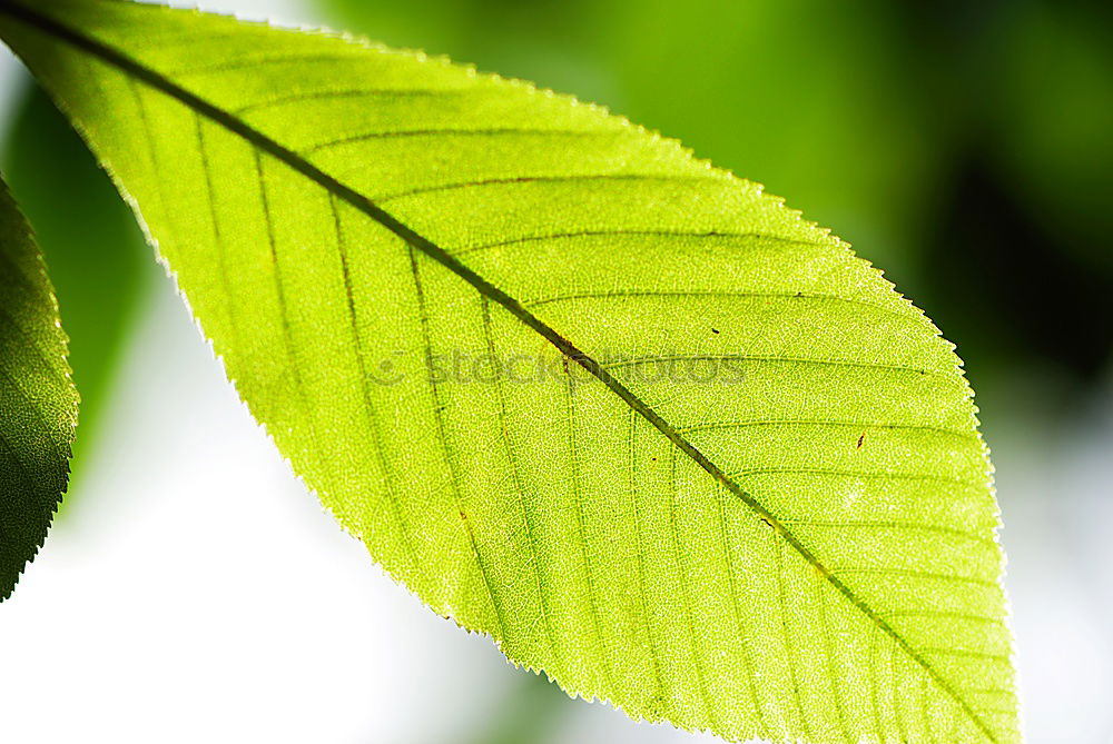 Similar – leaves Leaf Green Flower