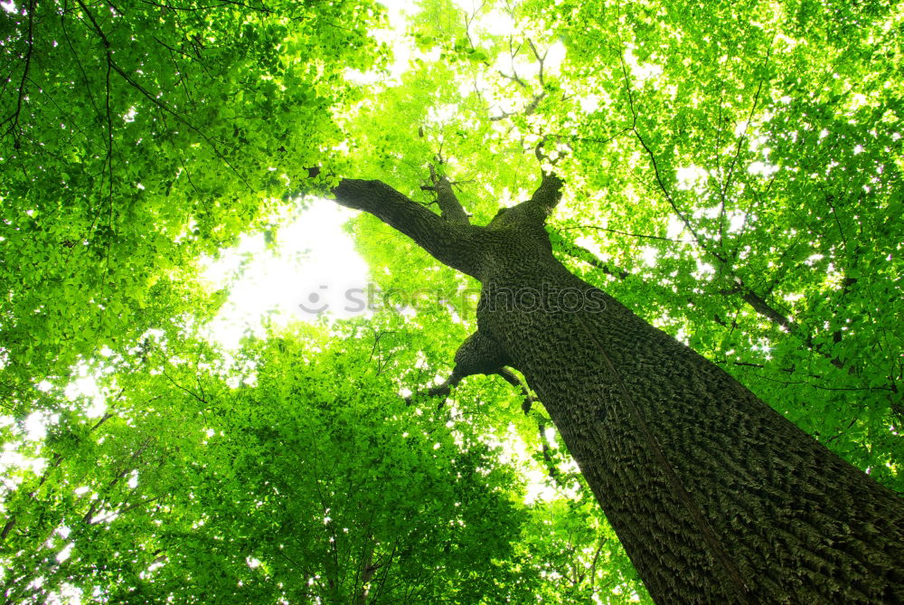 Similar – Image, Stock Photo pedigree Plant Tree Leaf