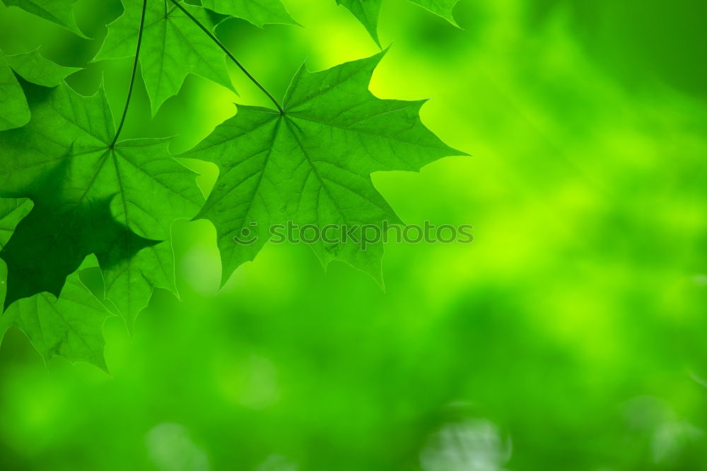 shamrock Plant Summer Leaf