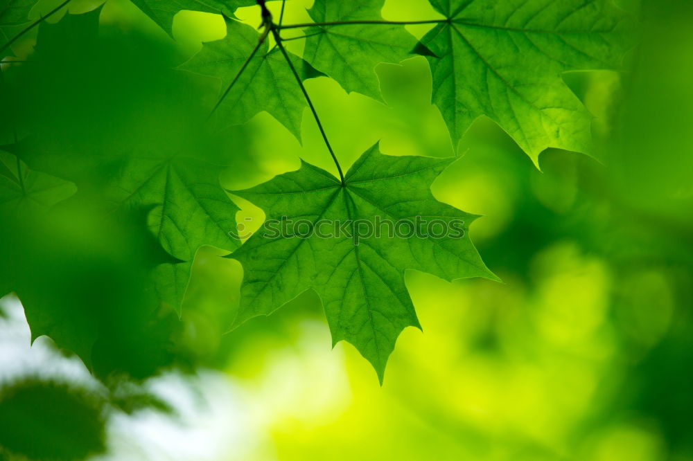 Herbstgrün Umwelt Natur