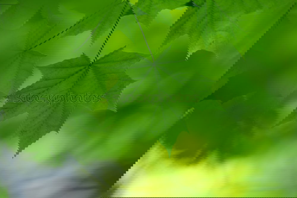 Similar – Image, Stock Photo lucky clover Nature Plant