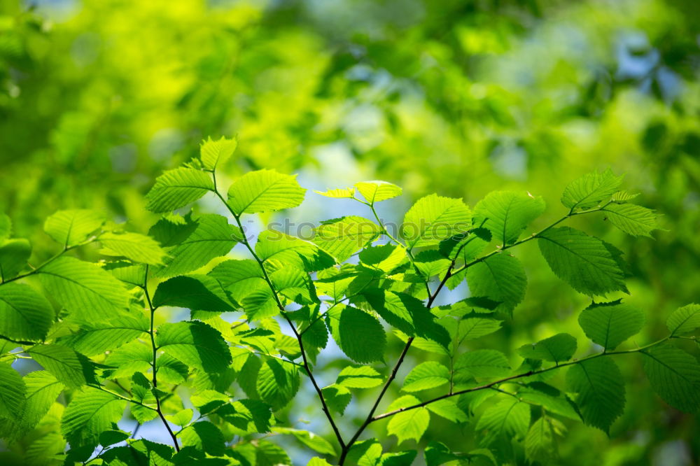 Similar – Image, Stock Photo Backlit Fresh Green Tree Leaves In Summer