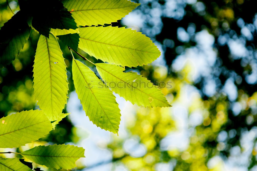 Similar – Image, Stock Photo chestnut tree I Nature