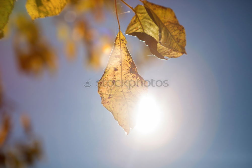 Similar – Herbstfoto Natur Himmel