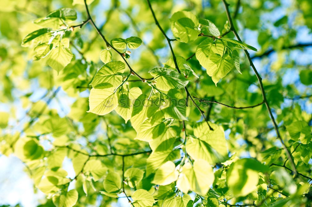 Similar – Image, Stock Photo Backlit Fresh Green Tree Leaves In Summer