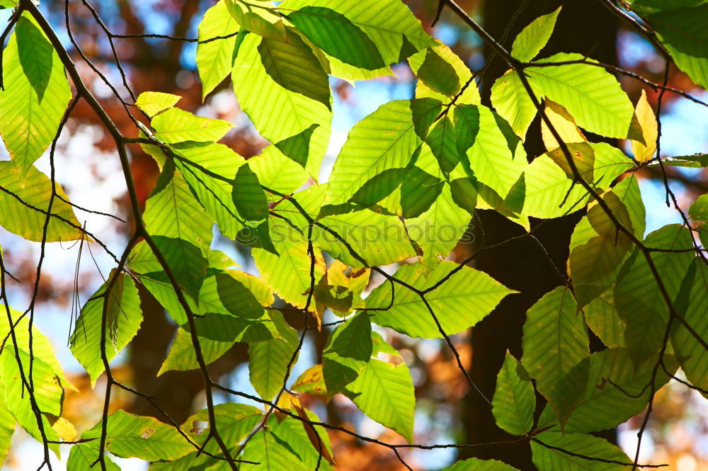 Similar – Image, Stock Photo Backlit Fresh Green Tree Leaves In Summer