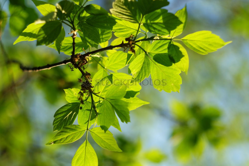 Similar – Backlit Fresh Green Tree Leaves In Summer